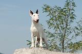 BULL TERRIER 037